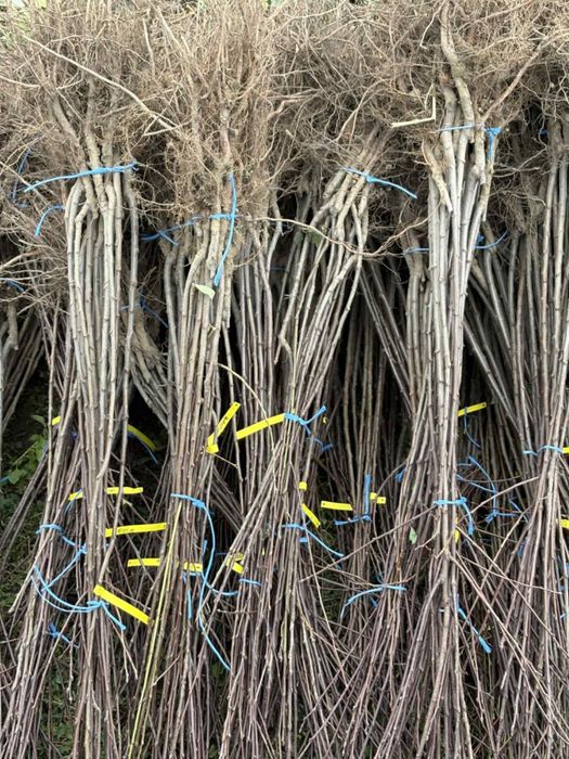 Pomii fructiferi – calitatea a doua