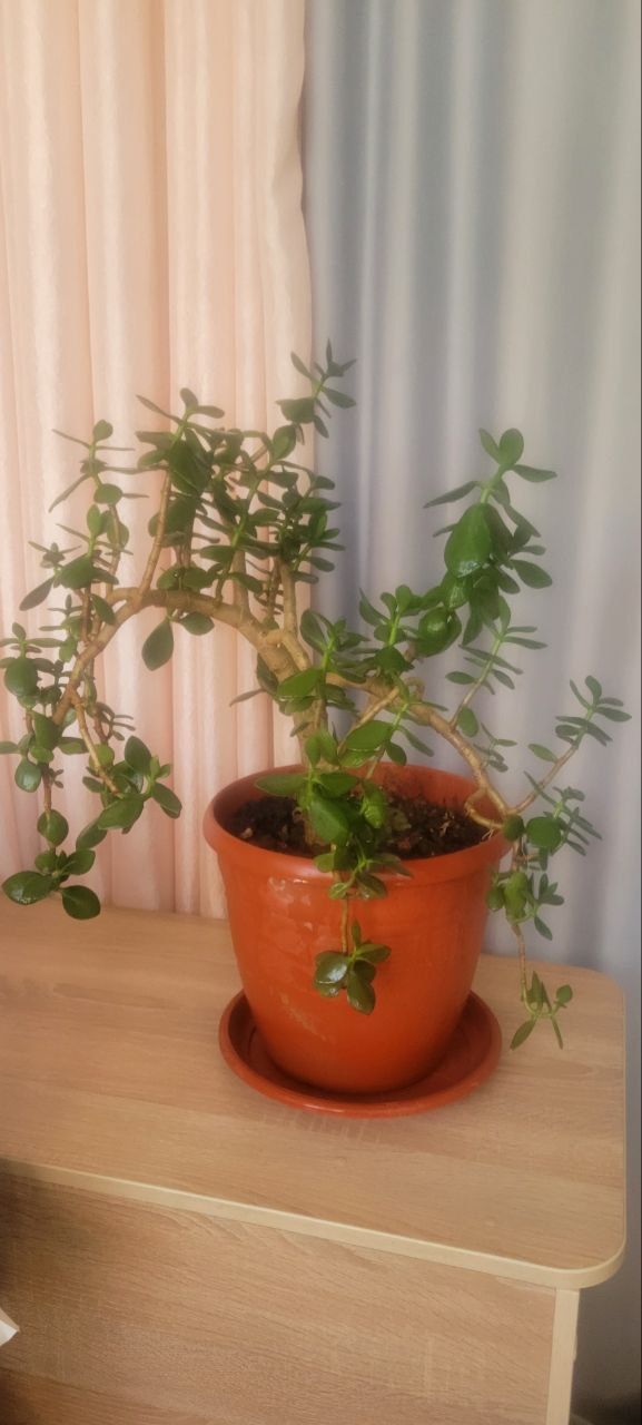 Домашние цветы, денежное дерево