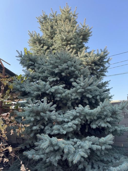 Елка, ели , сосны