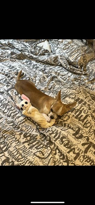 Продавам чихуахуа