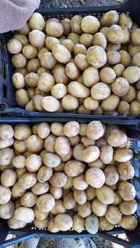 Дребен картоф реколта 2024