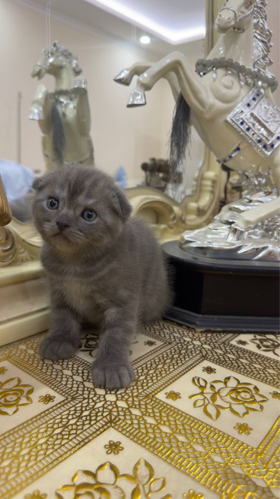 Скоттиш фолд и страйт 100$