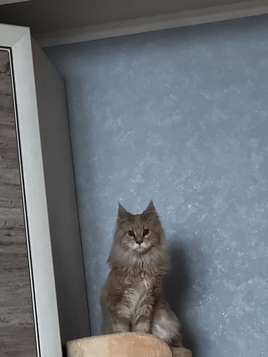 Котёнок Мейн-кун