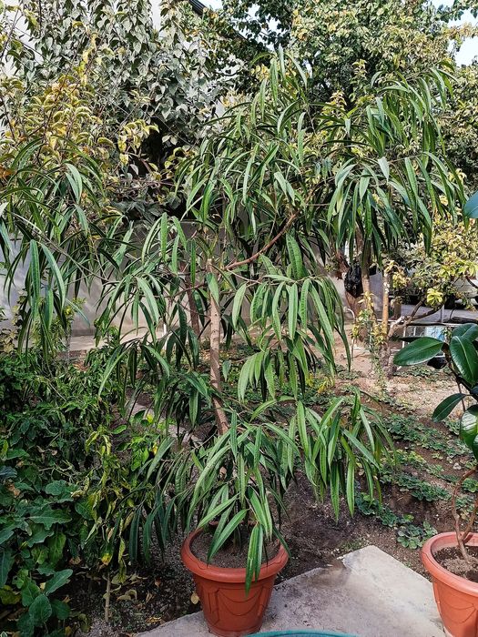 Gullar гуллар цветы