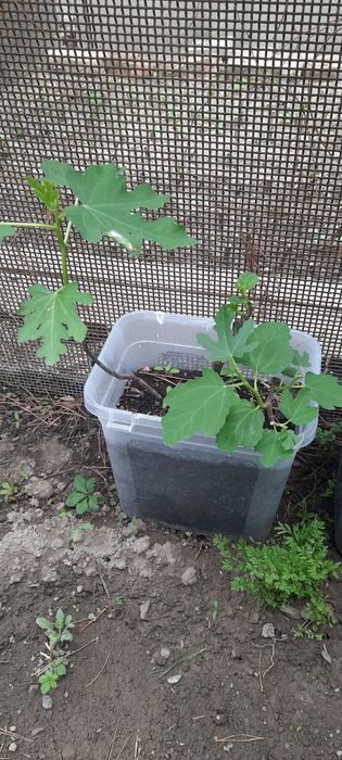 Саженцы Инжира Далматский