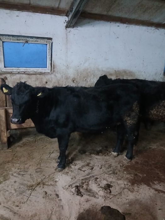 Junica gestanta angus