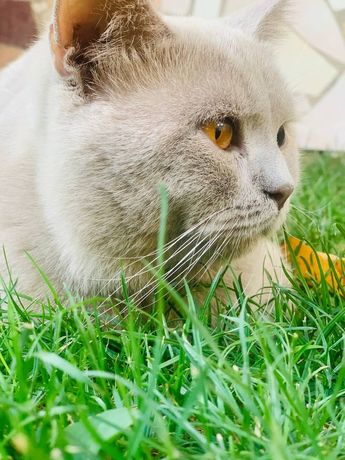 Британский кот вязка красивый молодой