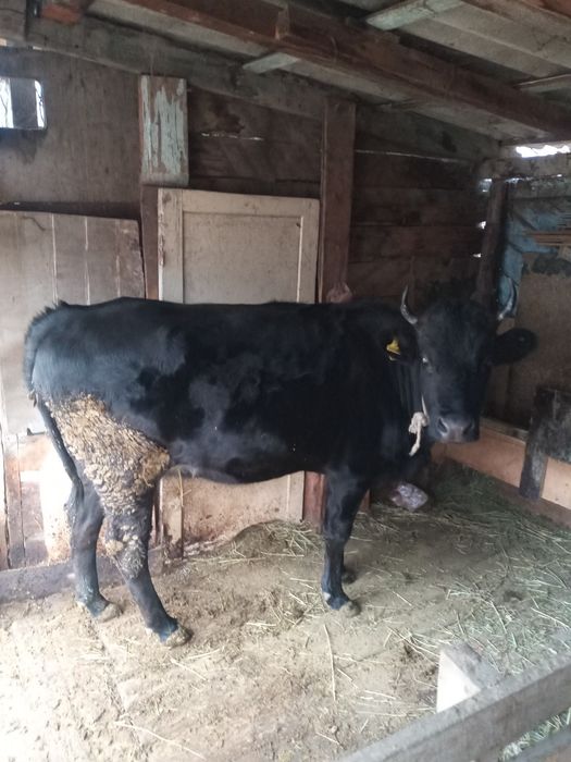 Корова стельная 4 месячная перва.родка
