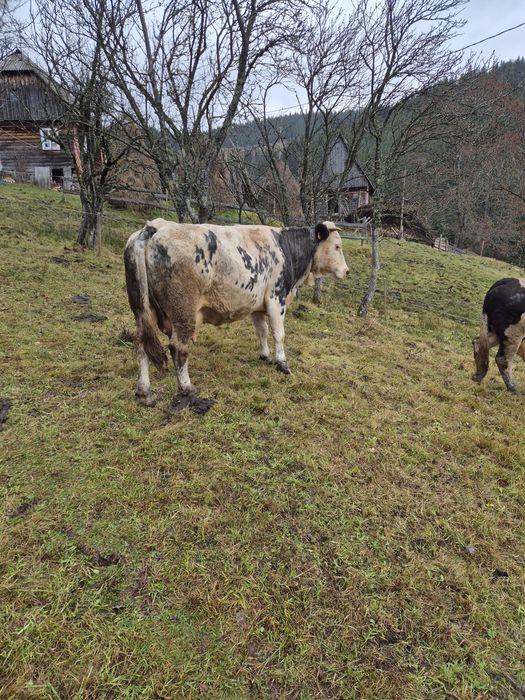 Vând vacă cu vițea.