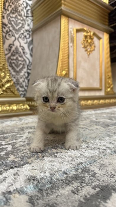 Arzonga seribristiy quloqchasi qaytgan shinshilla mushukcha