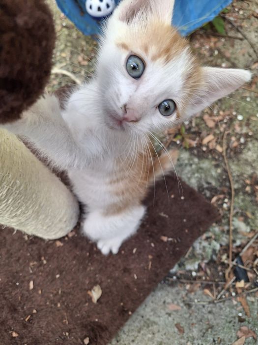 Pui de pisică pentru adopție