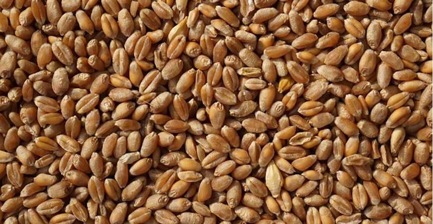 Triticale de vanzare