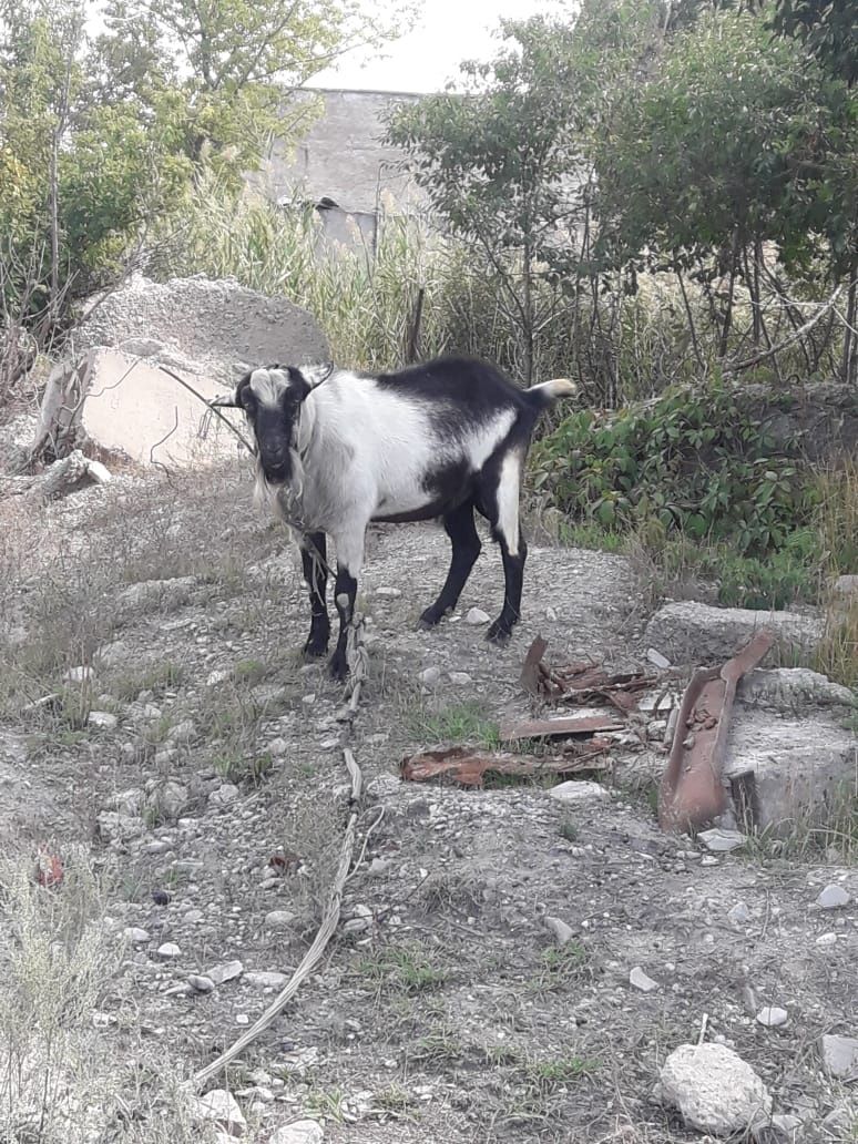 Продам козла альпийской породы.