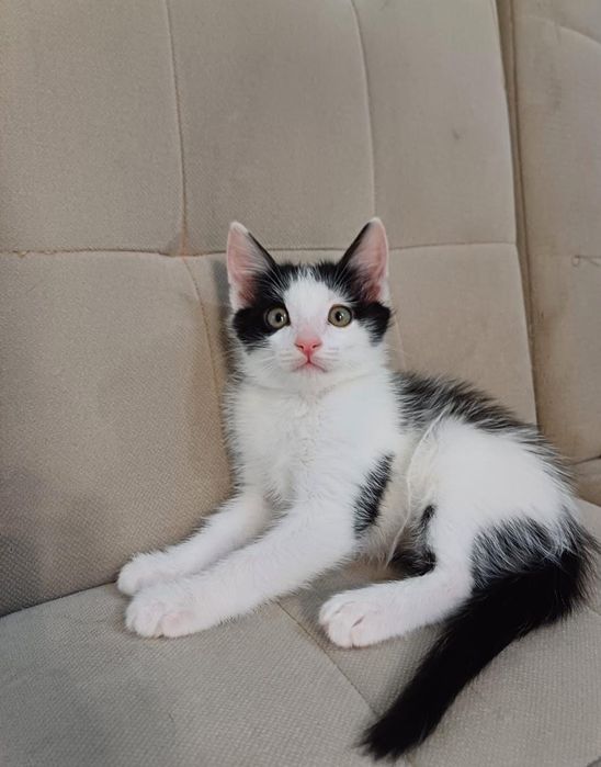 Үйдің марғау, мысық тегін береміз,. Бесплатно котята и кошка.