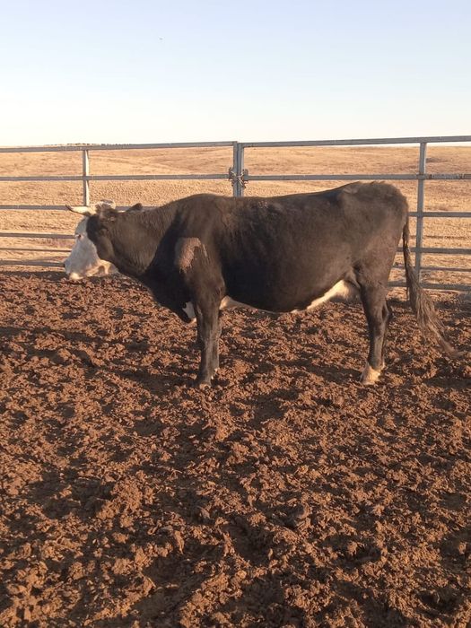 Продам корову 7 летку.