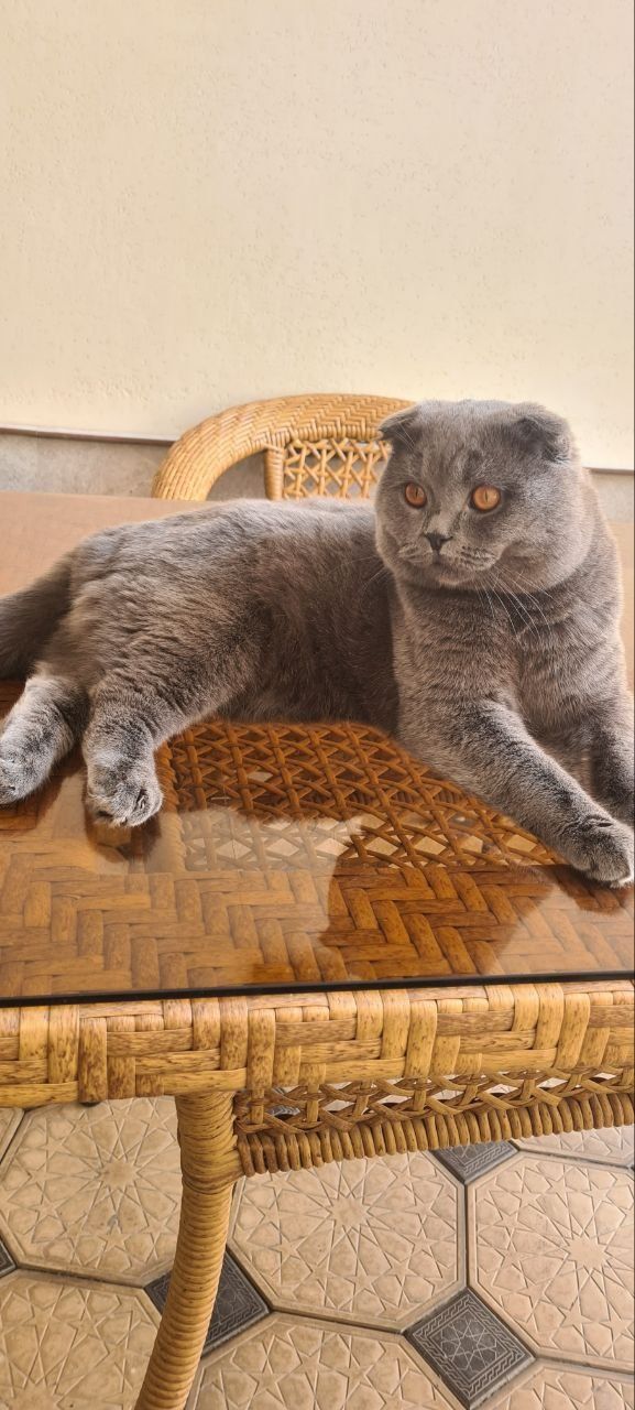 Вязка Scottish Fold, Nasli toza, (Sotilmaydi)