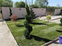 Tuia leylandii super oferta și calitate