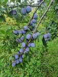 Vand Prune anaspet