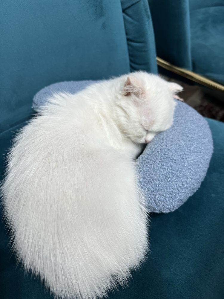Потреялся котенок