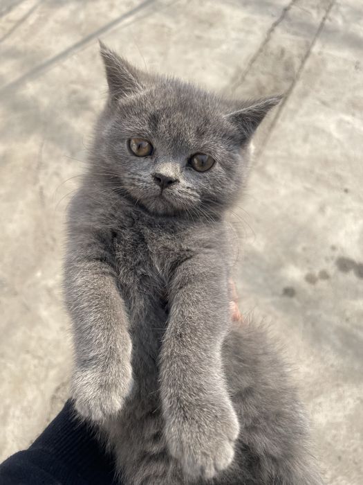 Skotish strayt 2 oyli bir o’gil bir qiz sotiladi