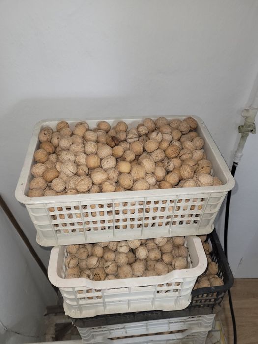 Тонкокорые грецкие орехи