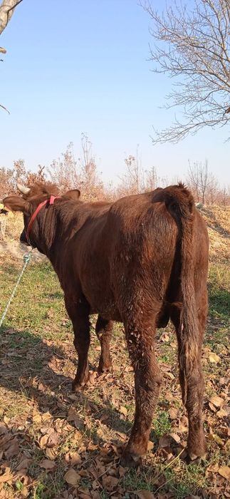 Buqqa sotiladi narxi 16 million 700 ming