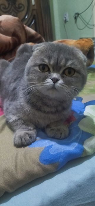 Scotich fold muwugi sotiladi