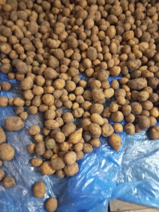 Продам картофель