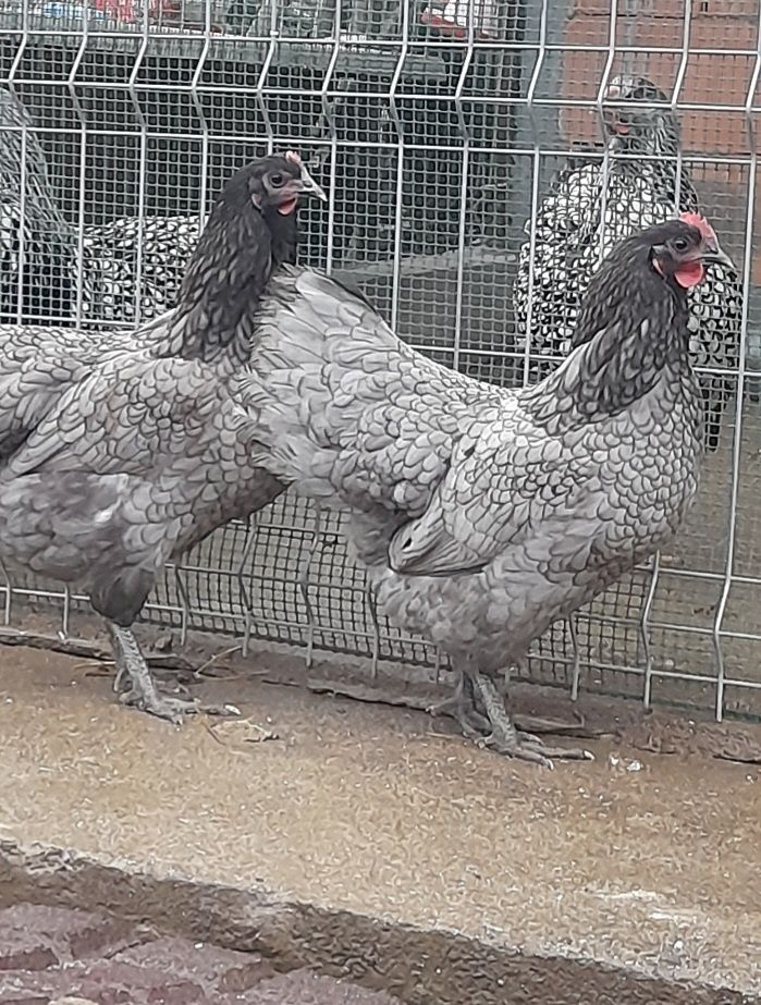 Vând pui din rasa de gaini Australorp Albastru si Negru