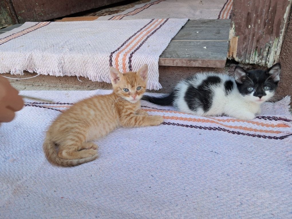 Donez pui de pisică