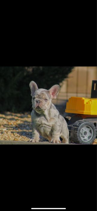 Bulldog francez merle