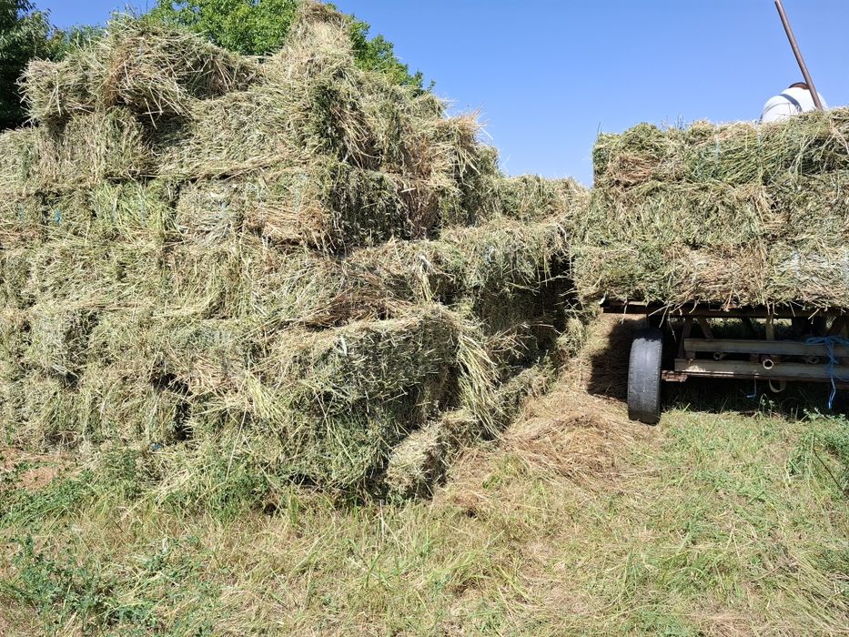 Baloți lucernă producator