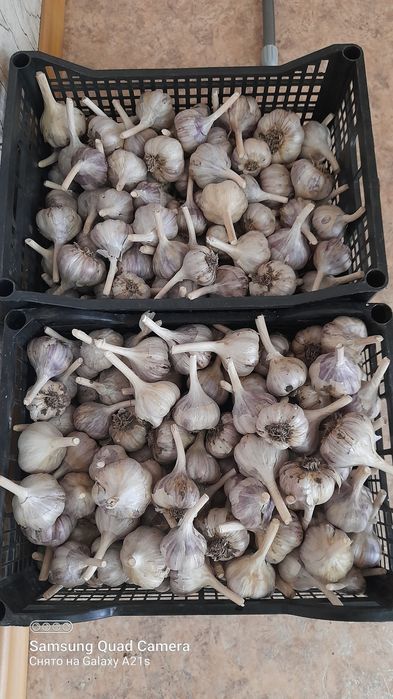 Продам зимний чеснок