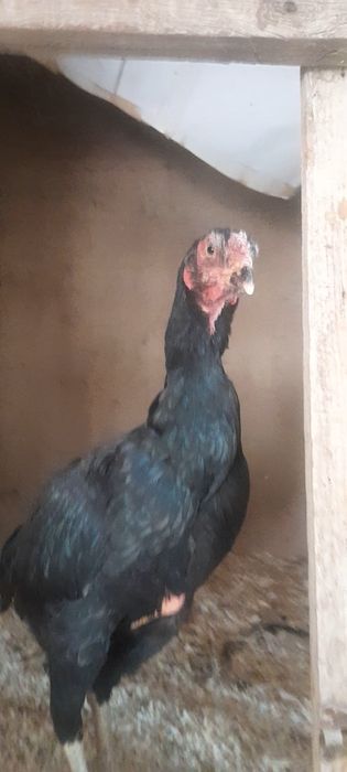 Дакан накаутир зат сатылады