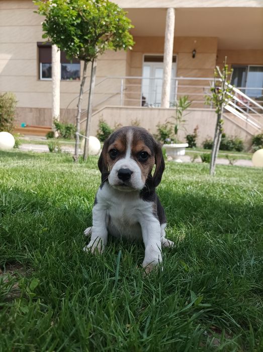 Catel beagle tricolor rasă pură