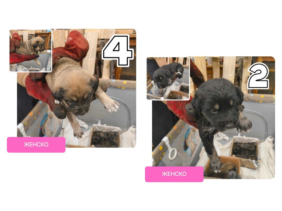 Подарявам кученца (6 броя)