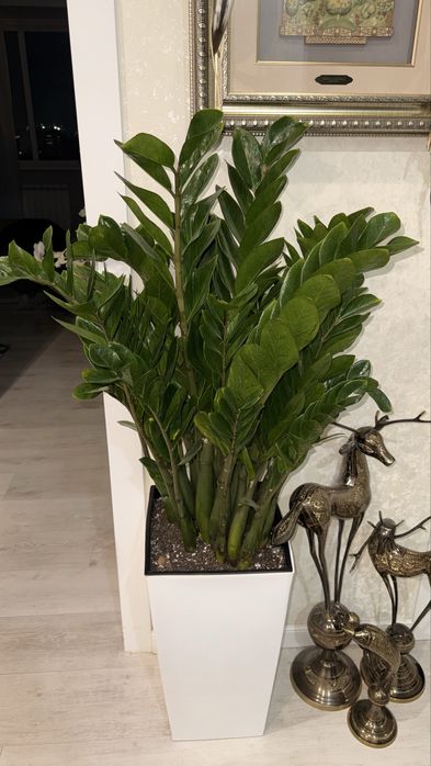 Замиокулькас высокий