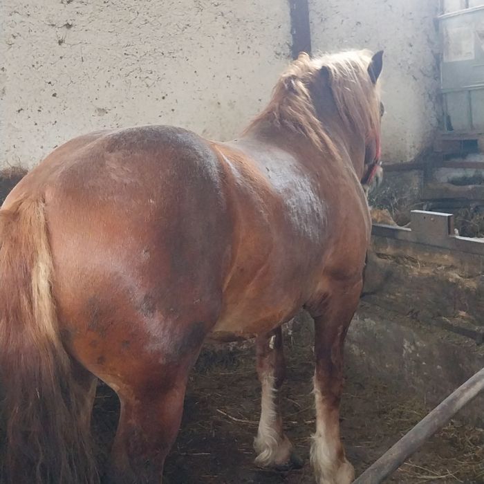 Vînd sau scimb cu vaci vitei