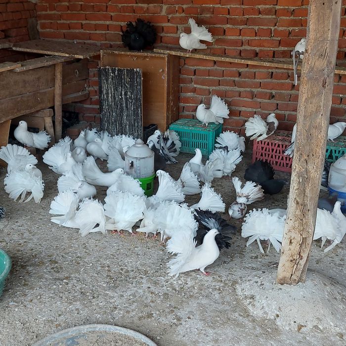 Продавам гълъби финерлии