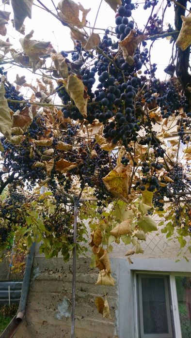 Struguri de vânzare