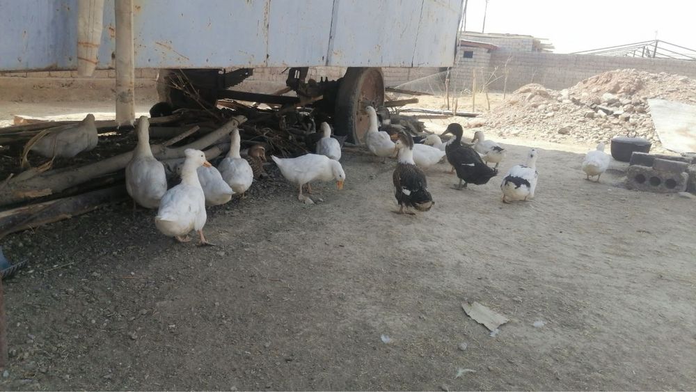 Ассалому алекум, ўрдаклар сотилади 20 тасм, донаси 100 000 сўмдан