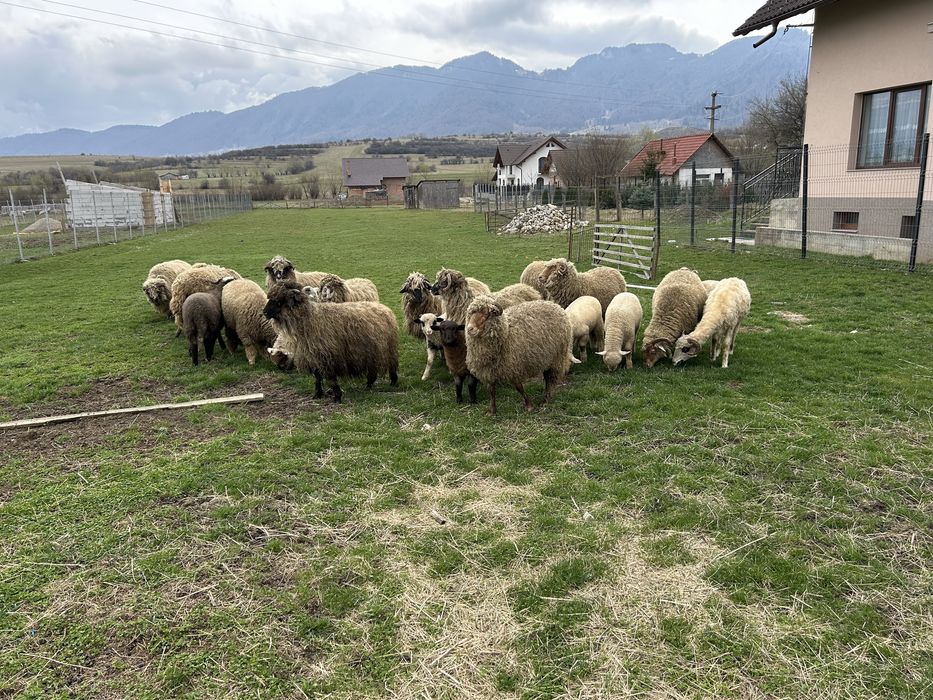 Vand oii si miei de anul asta