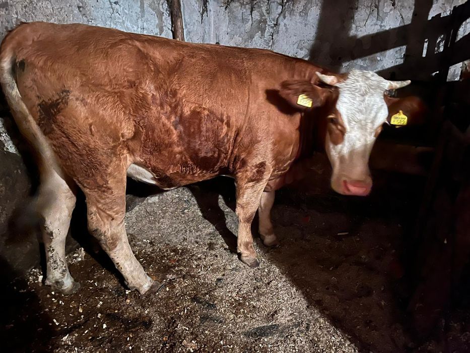 De vânzare Junincă