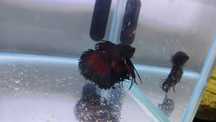 Masculi Betta Splendens Halfmoon Samurai Combtail Pesti Acvariu