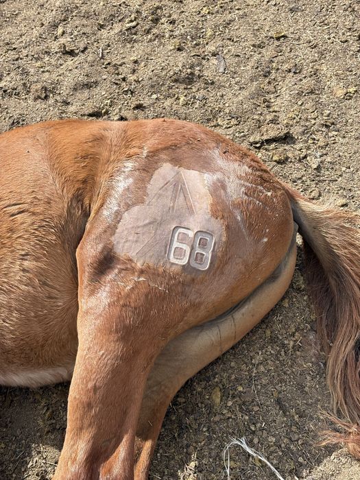 Лошадь конь жабагы