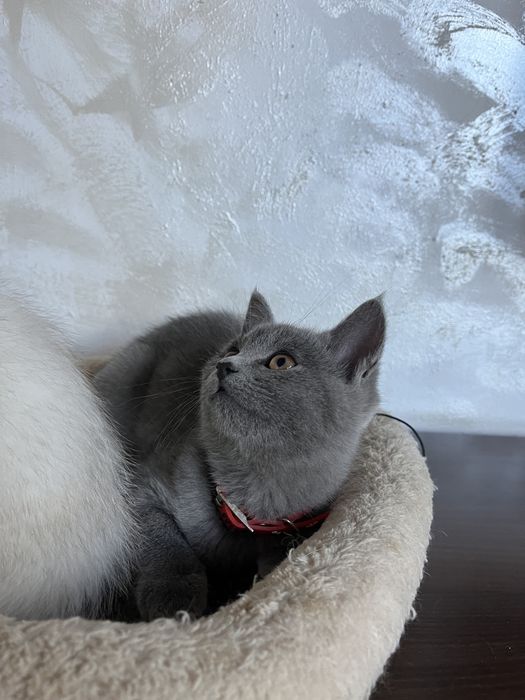 British shorthair fetita