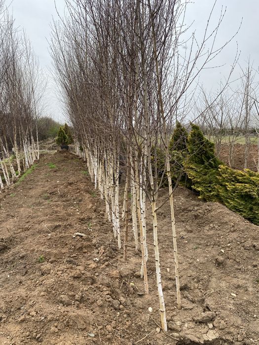 Mesteacan alb si tei