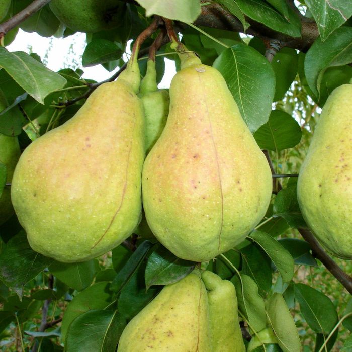 Pomi Fructiferi Glia Stramoseasca (Soiuri De Păr )