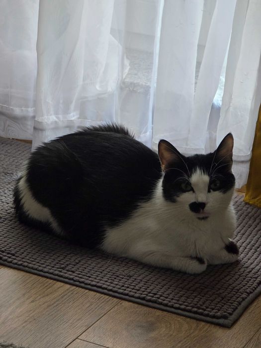 Donez pisica rasa Europeană