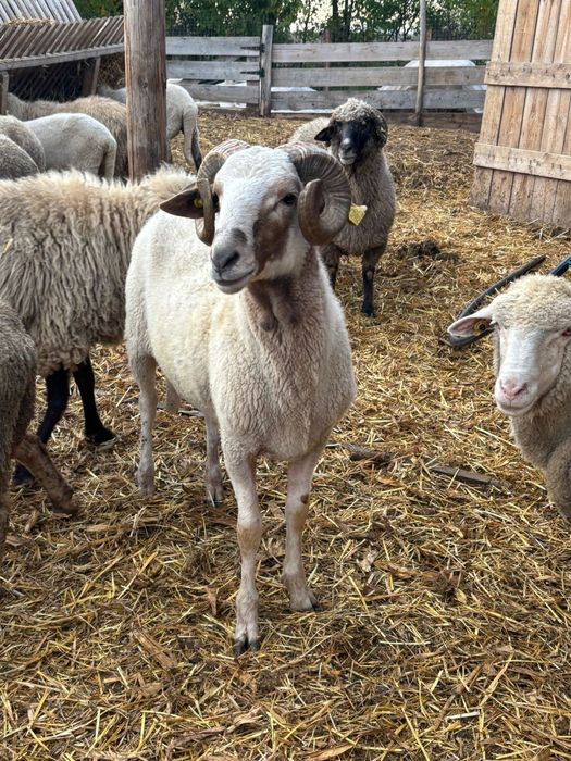 Vand oi frumoase, sanatoase si bine ingrijite